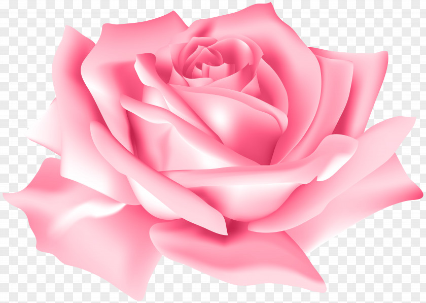 Pink Rose Flower Clip Art Image PNG