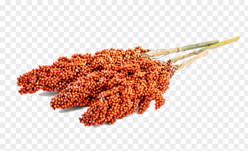Sorghum Broom-corn Sweet Grain Seed Food PNG