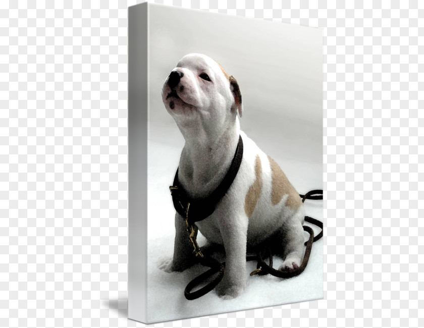 Staffordshire Bull Terrier Dog Breed American Puppy PNG