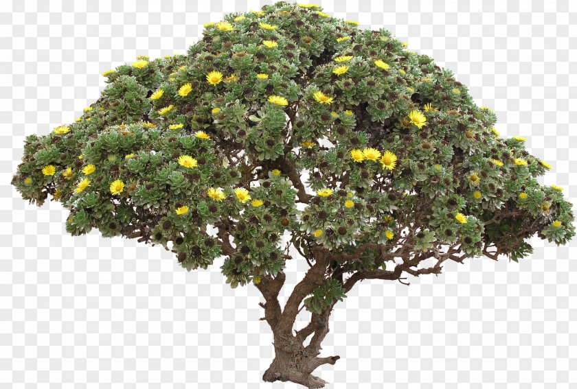 Tree Bush Image File Formats Clip Art PNG