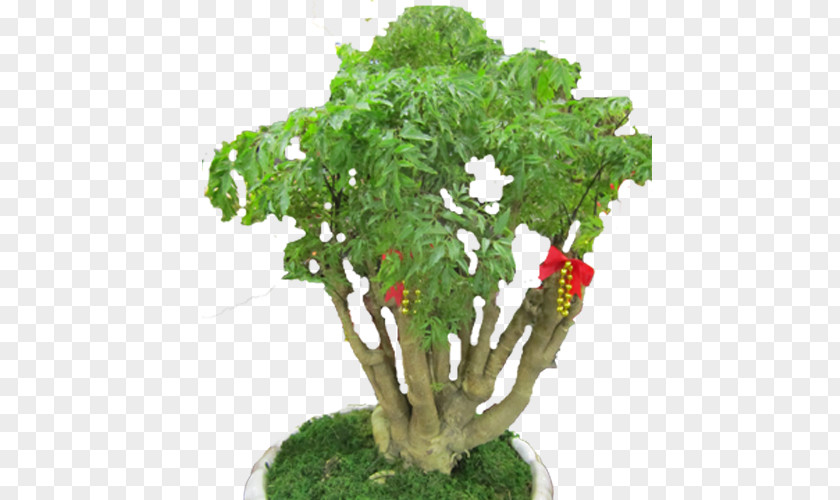 Tree Flowerpot Leaf Vegetable Herb Houseplant PNG