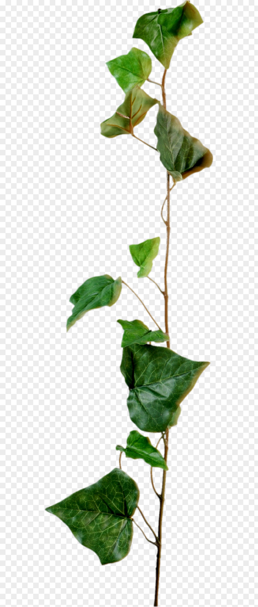 70 Plant Stem Leaf Common Ivy Branch PNG