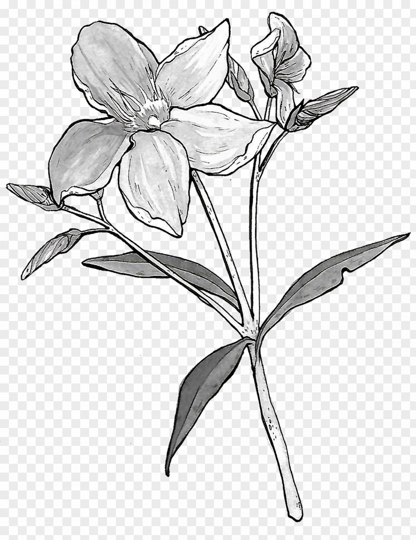 Almond Botanical Illustration Flower Botany Floral Design PNG