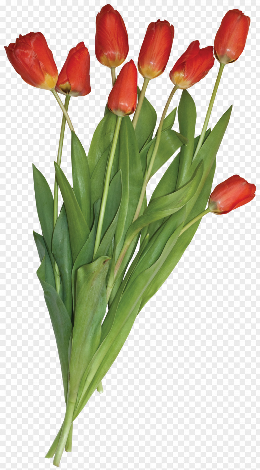 Aloe Tulip Flower Bouquet Clip Art PNG