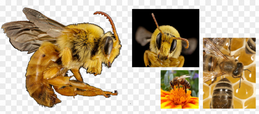 Bee Honey Pollen PNG