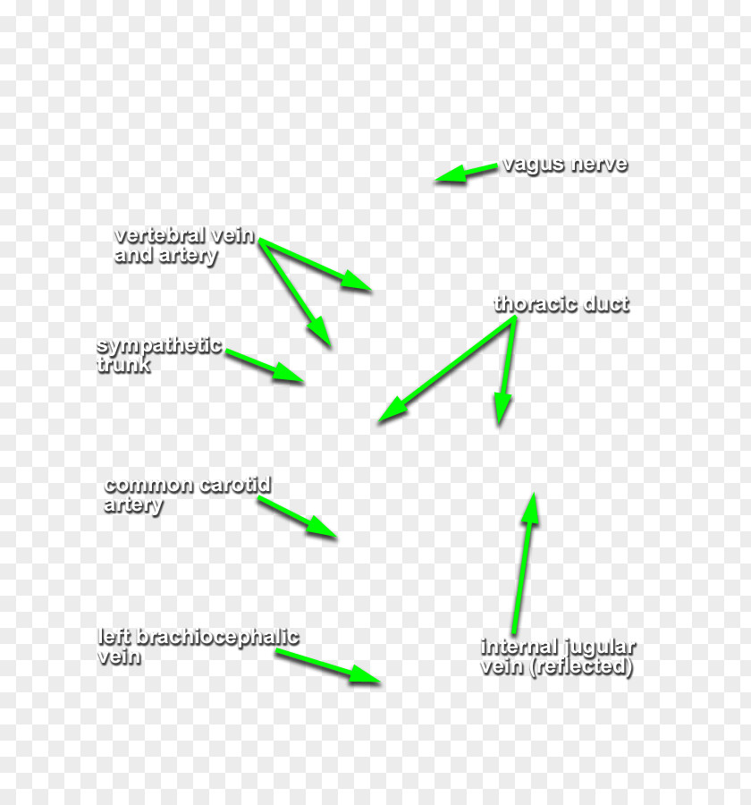 Head And Neck Diagram Line Angle PNG