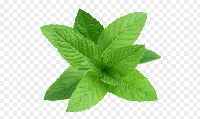 Mentha Spicata Peppermint Pennyroyal Herb Water Mint PNG