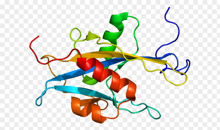 MUTYH DNA Glycosylase Gene Glycoside Hydrolase PNG