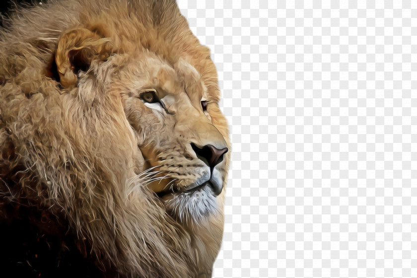 Snout Masai Lion Wildlife PNG