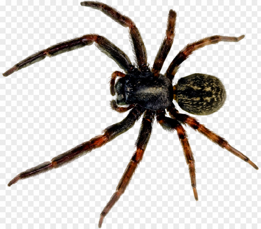 Spider Picture Redback Black House Southern Widow PNG