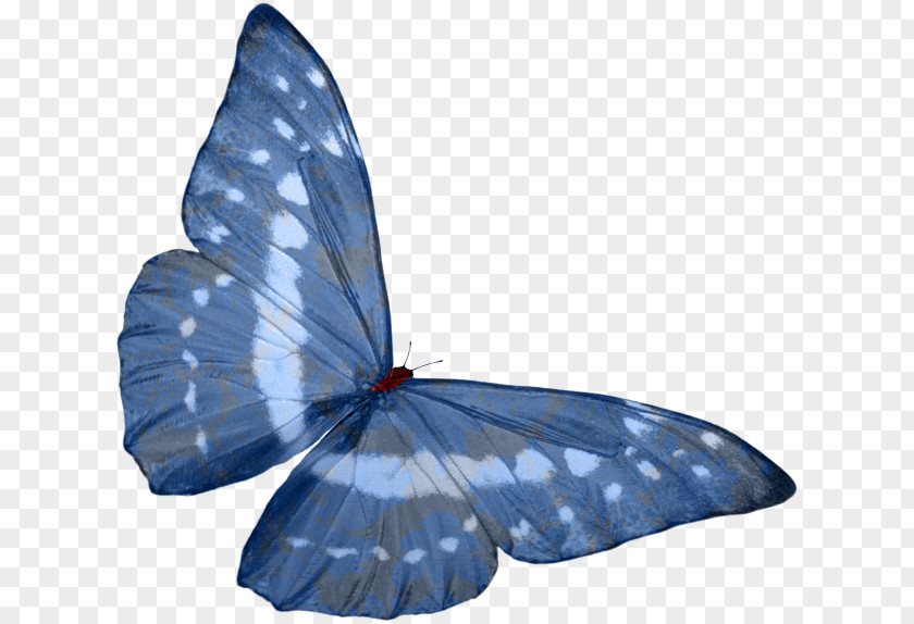 Butterfly Photography Holly Blue Tajuria Cippus Clip Art PNG