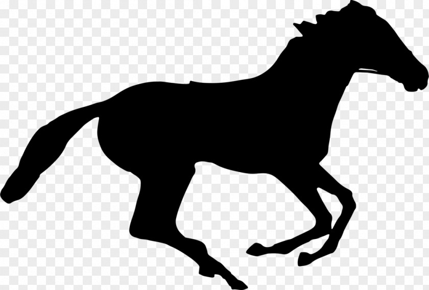 Colt Tail Horse Cartoon PNG