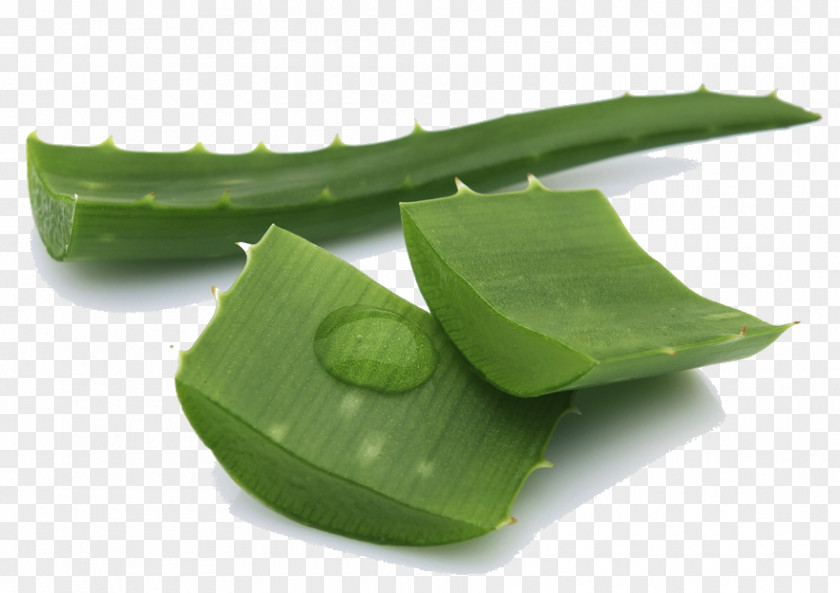 Cut Aloe Leaves Lotion Itch Skin Physical Exercise Health PNG
