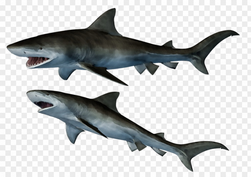 Hammerhead Cretoxyrhina Great White Shark Background PNG
