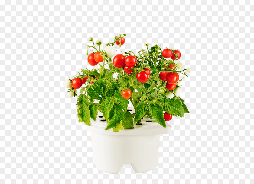 Plant GROWING How To Grow Herbs Flowerpot Garden Hydroponics Light PNG