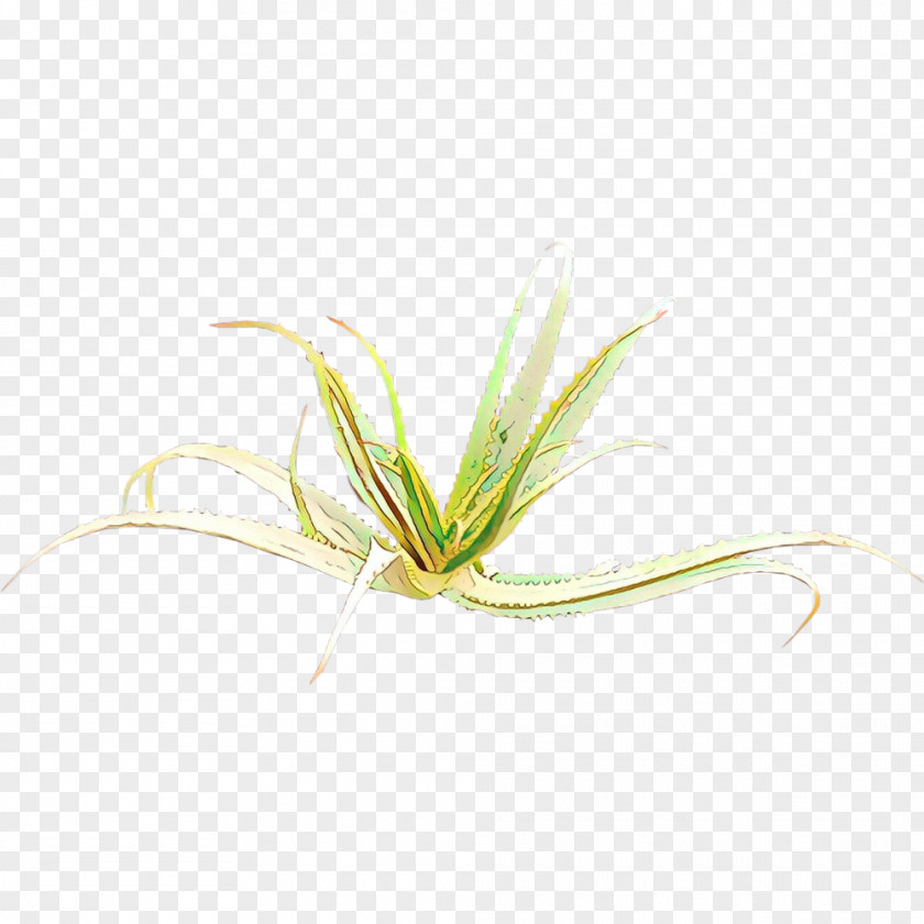 Crinum Flower Green Grass Background PNG