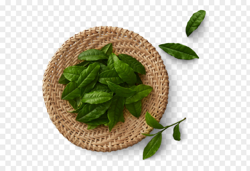 Green Tea Matcha Production In Sri Lanka Black PNG