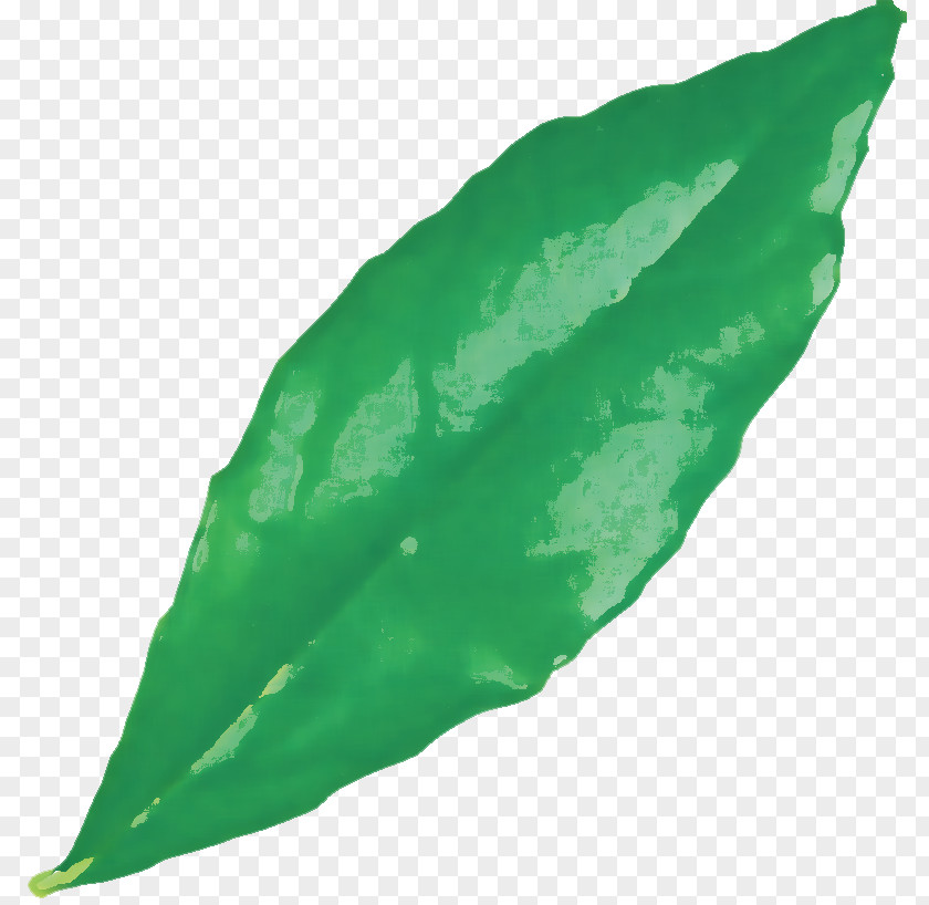 Leaf Green Science Biology Plant Structure PNG