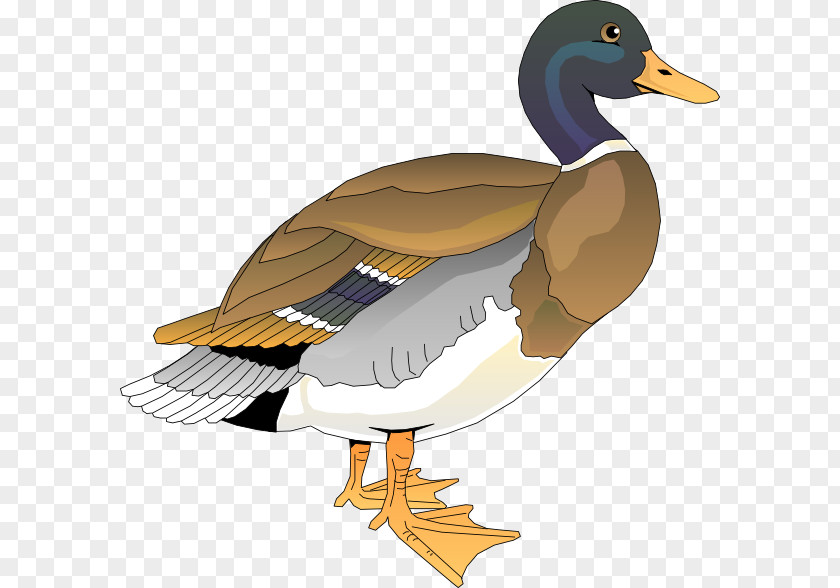 Clker Cliparts Duck Free Content Clip Art PNG