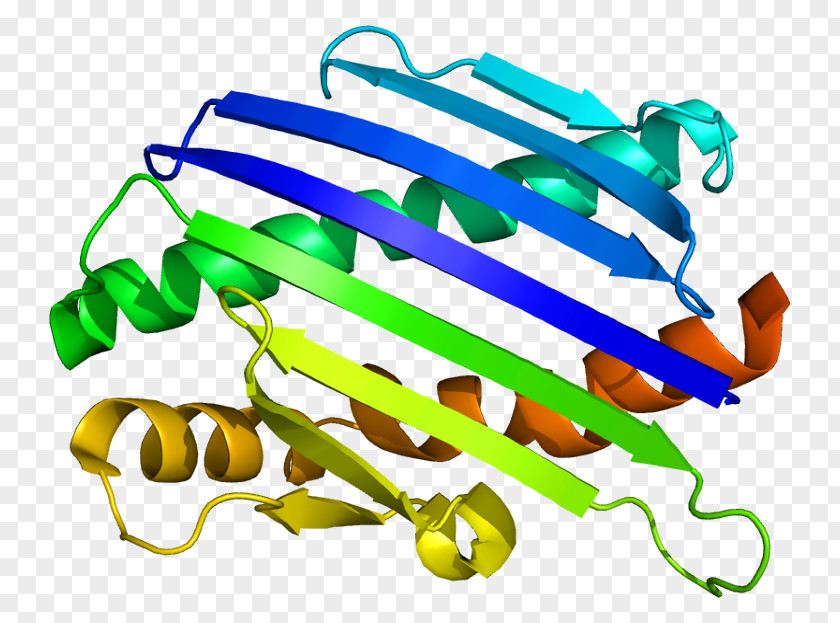 Endothelial Protein C Receptor Structure PNG
