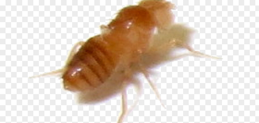 Fruit Fly Termite Cockroach Insect Common Nymph PNG