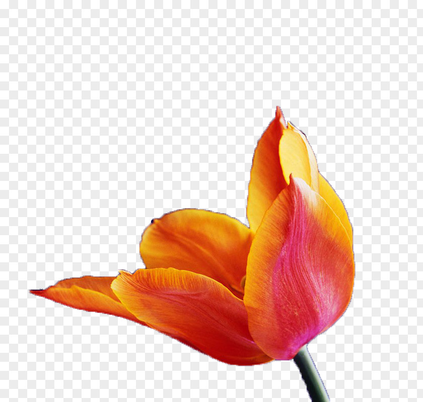 Opening Tulip Orange Wallpaper PNG