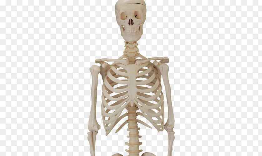 Skull Skeleton Human Clip Art PNG