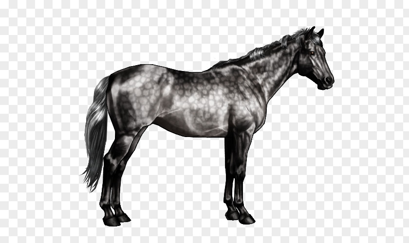 Arabian Horse American Paint Stallion Markings Roan PNG