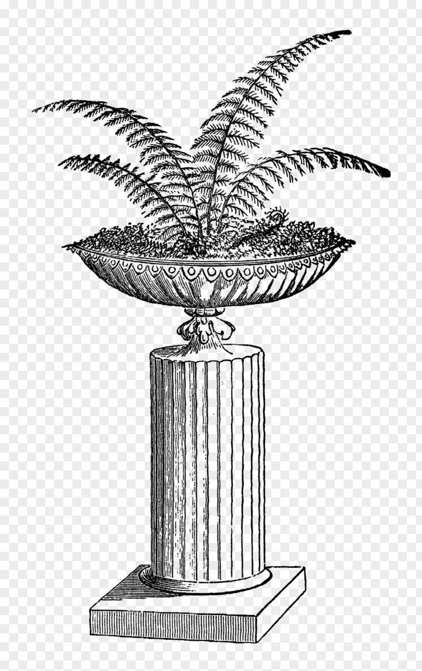 Fern Illustration Drawing Clip Art PNG