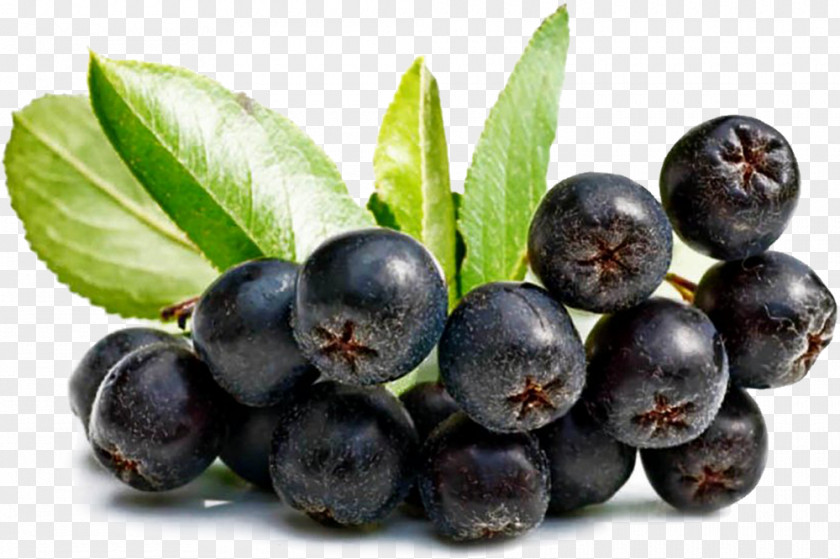 Organic Juice Aronia Melanocarpa Antioxidant Fruit Mountain-ash PNG