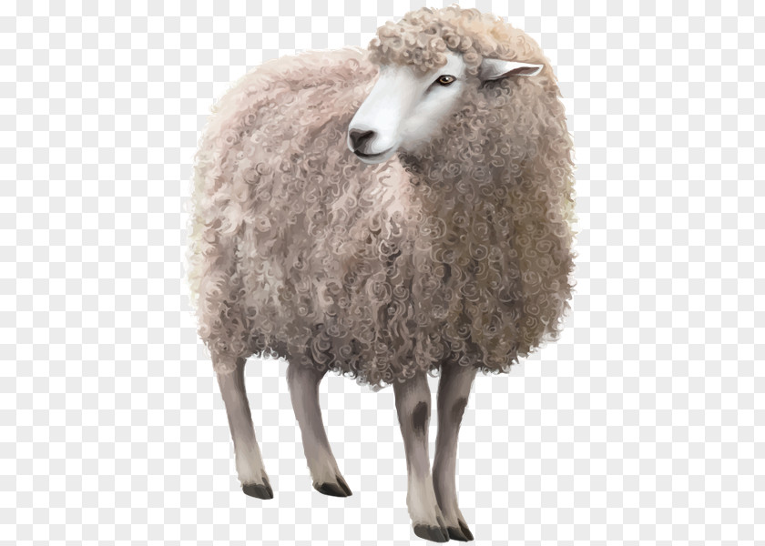 Sheep Stock Photography Royalty-free PNG