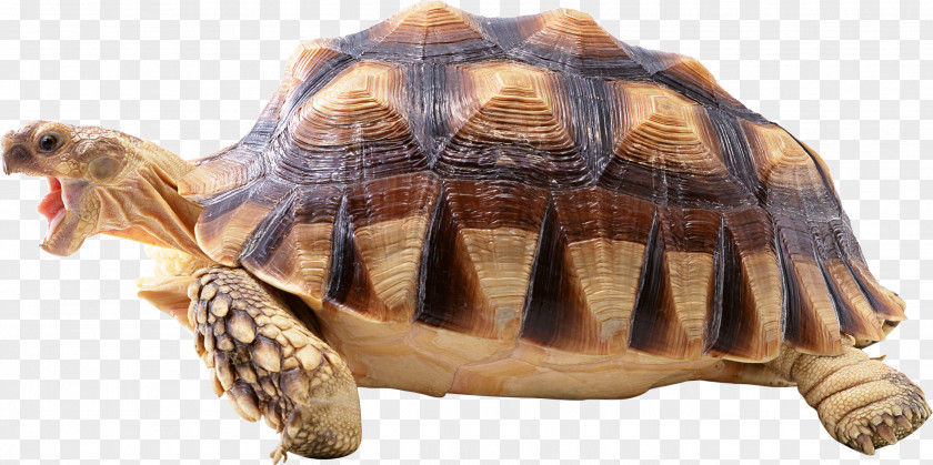 Turtle Shell Reptile Wallpaper PNG