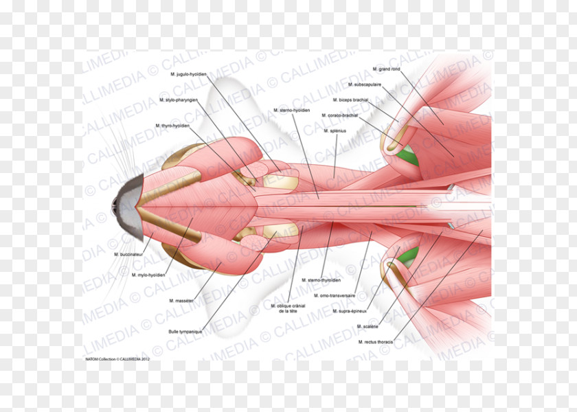 Brain Thumb Muscle Human Anatomy Nerve PNG