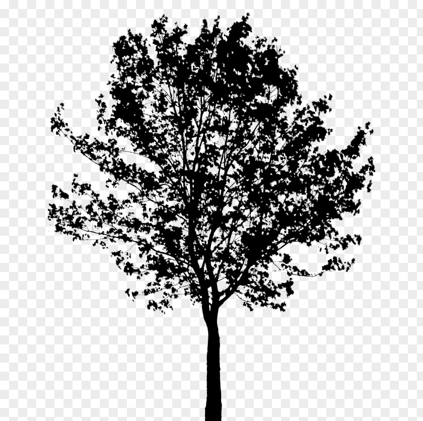 Clip Art Tree Transparency Image PNG