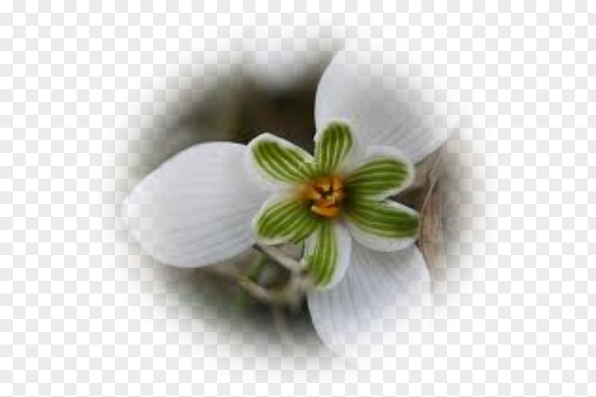 Crocus Galanthus Nivalis Flower Perce-neige Snow Petal PNG