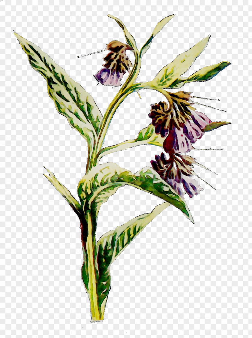 Grasses Flower Plant Stem Commodity Herb PNG