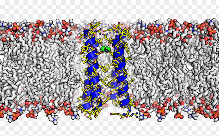 Molecule Membrane Transport Protein Cell Fluid Mosaic Model PNG