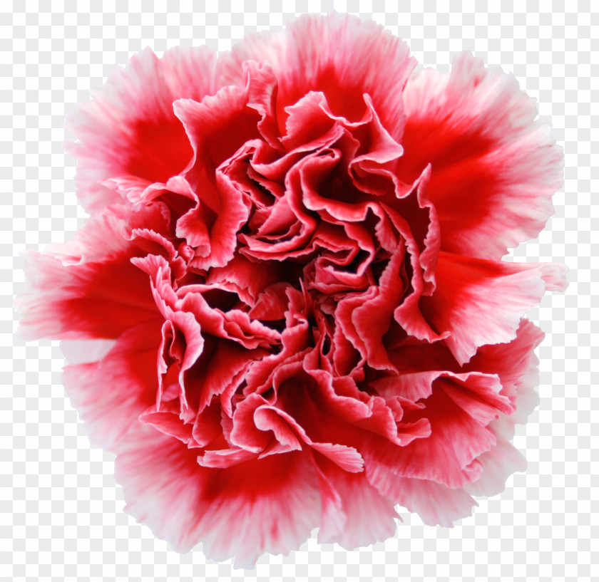 Red Carnations Carnation Garden Roses Cut Flowers Dianthus Chinensis PNG