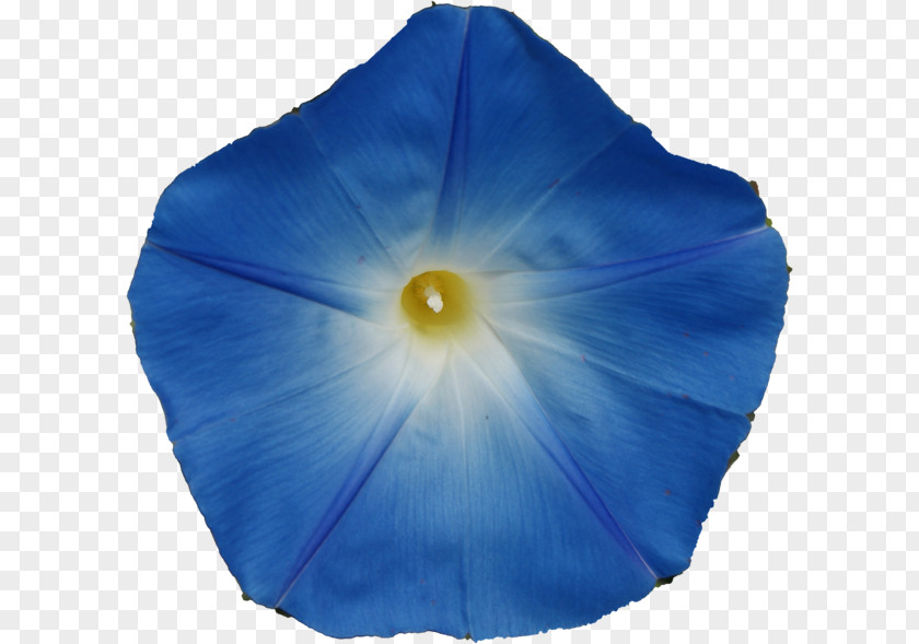 Turbina Corymbosa Morning Glory Psychoactive Plant Ergine Plants PNG