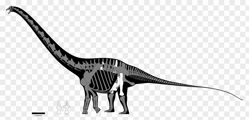 Dinosaur Velociraptor Carcharodontosaurus Spinosaurus Sauroniops Amphicoelias Altus PNG