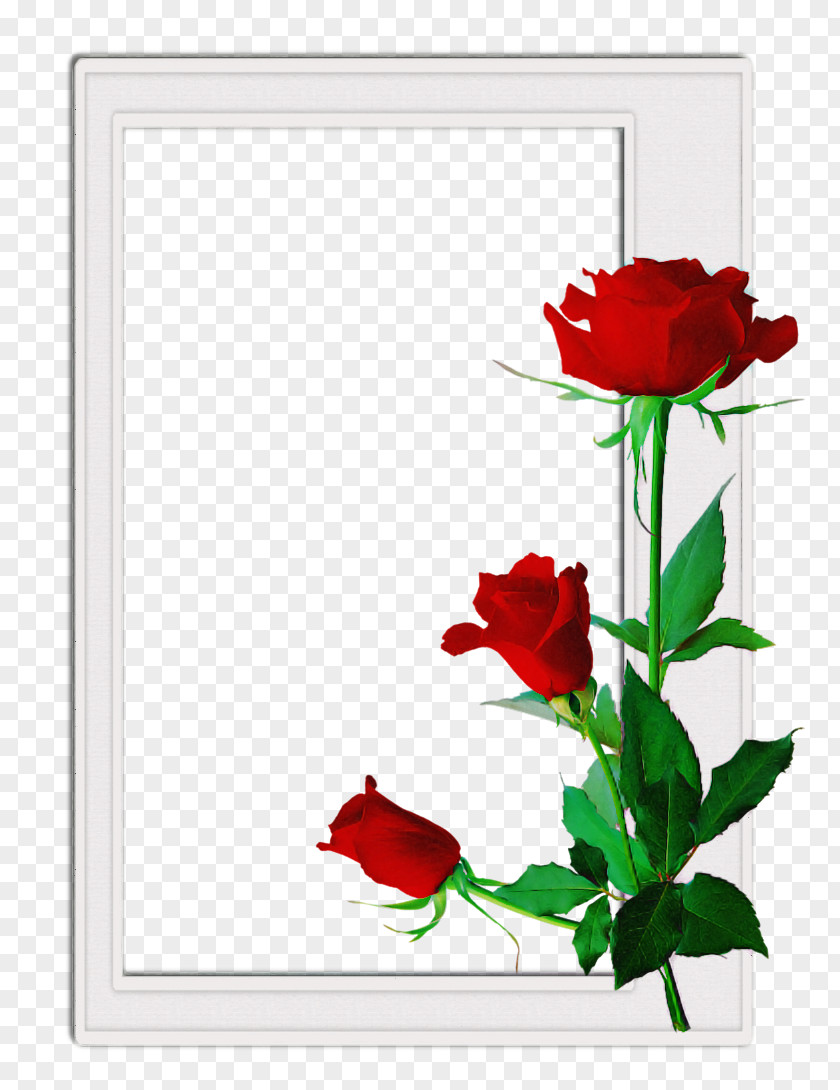 Floral Design PNG