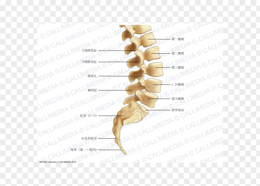 Sacrum Bone Lumbar Vertebrae Vertebral Column Plexus PNG