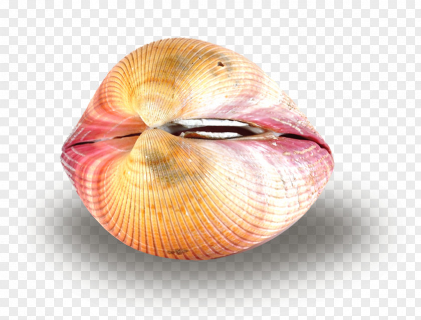 Seashell Cockle Clam Conchology Pectinidae PNG