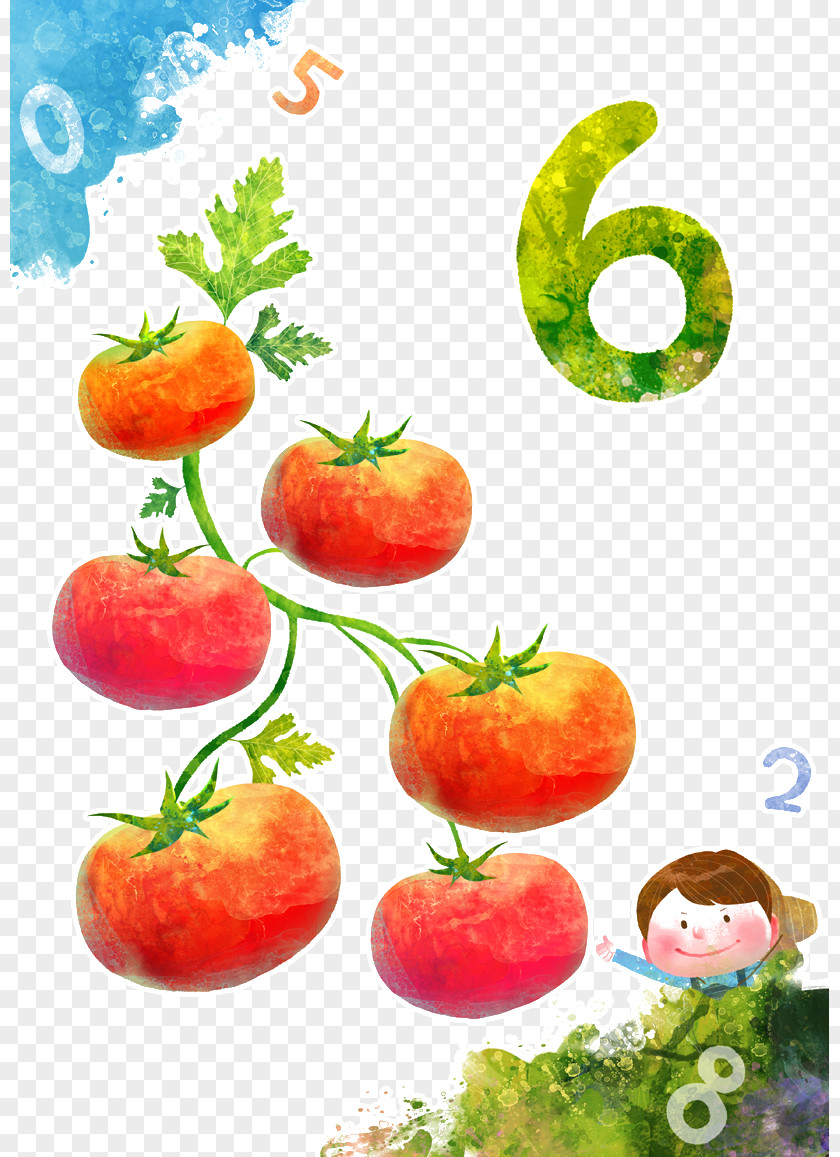 Six Tomatoes Watercolor Painting Cartoon Illustration PNG