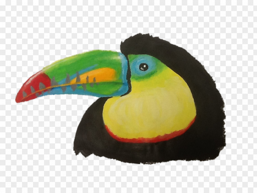 Toucan Bird Piciformes Beak Fauna PNG