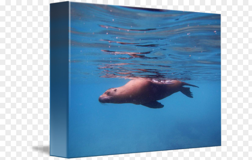 Walrus Sea Lion Underwater Dolphin PNG