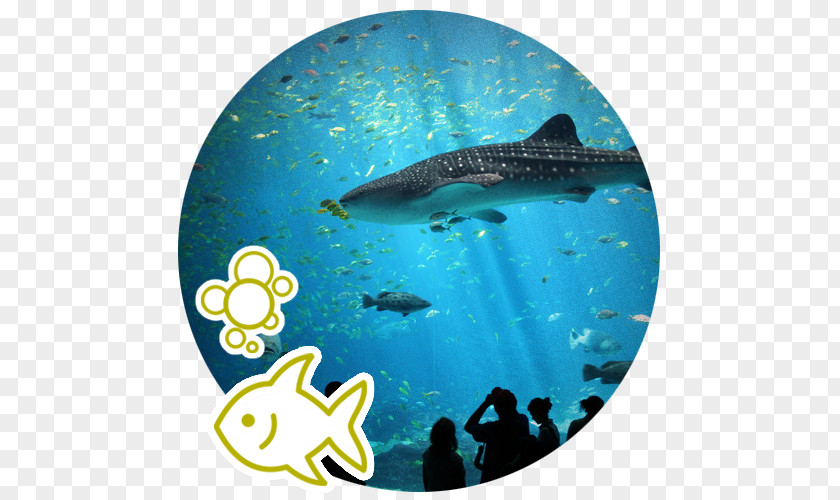 Aquarium Georgia Okinawa Churaumi Singapore Whale Shark PNG