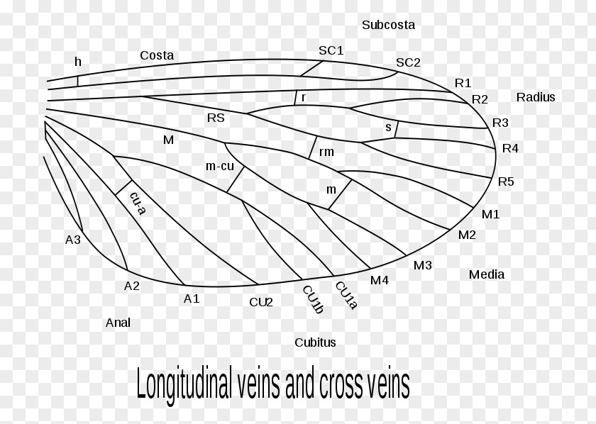 Beetle Insect Wing Comstock–Needham System External Morphology Of Lepidoptera Butterflies And Moths PNG