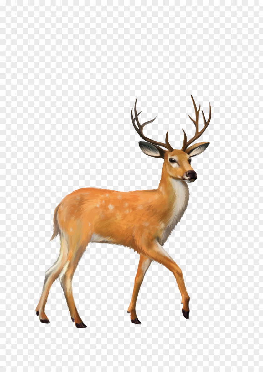 Deer White-tailed Mule Clip Art PNG