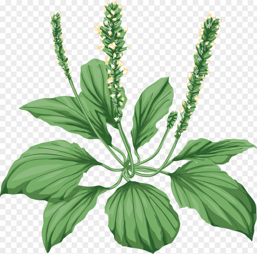 Plantain Medicinal Plants Broadleaf Herbaceous Plant Tussilago PNG